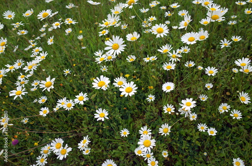 Ox Eye Daisies in a meadow of long grass in summer