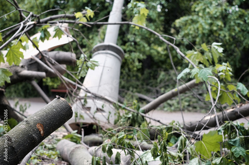 Mess Of Trees After Storm