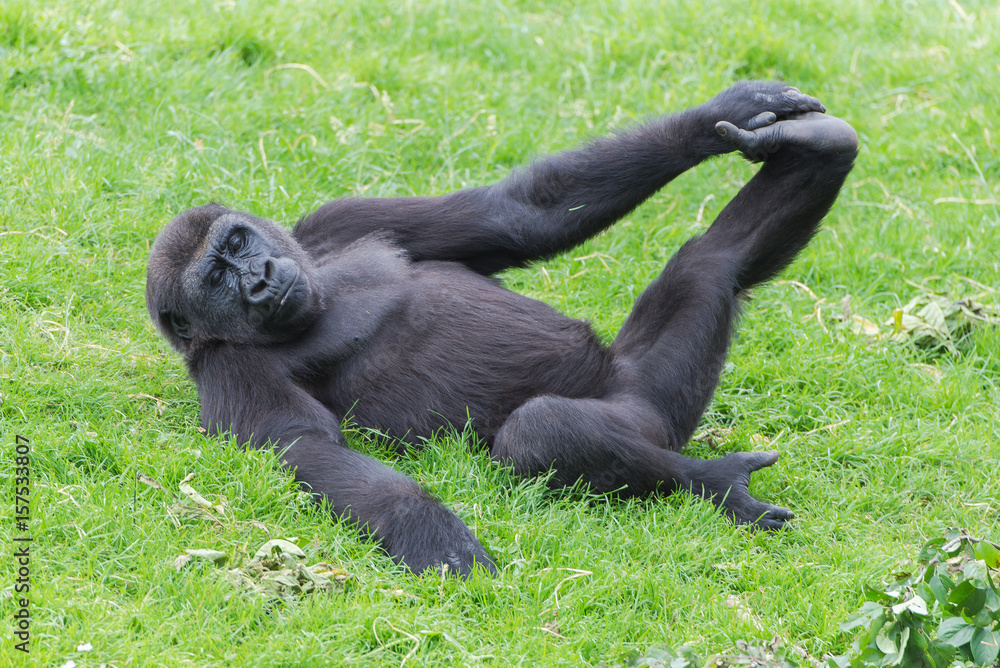 Naklejka premium Gorilla doing gymnastics, funny monkey 