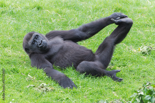 Gorilla doing gymnastics, funny monkey 