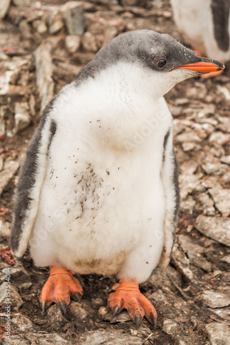 Птенец ослиного пингвина.