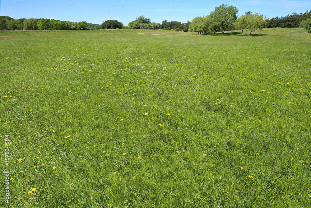 Summer landscape of grass and trees. Background for design visualization project. Summer landscape of grass and trees. Background for design visualization project.