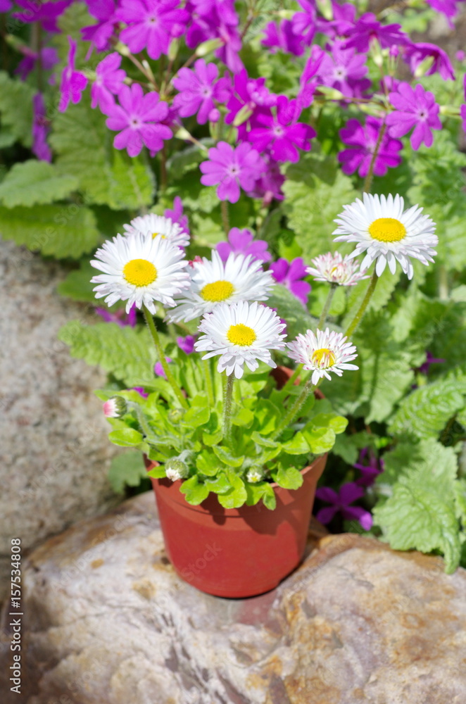 Perennial Daisy (lat. Bellis perennis) in pot in the flower bed 
