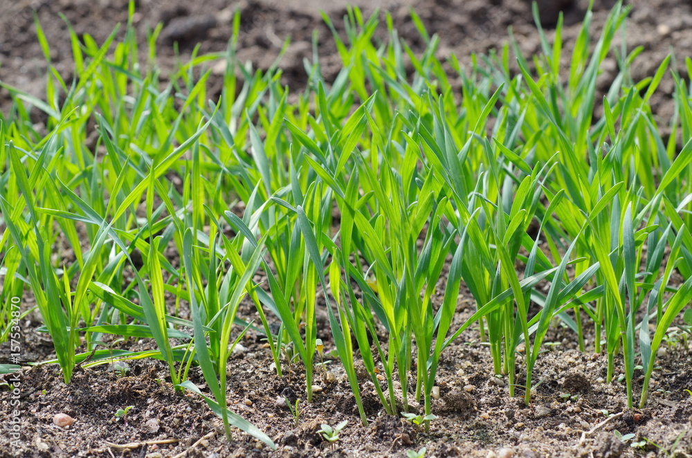 The young shoots of wheat The young shoots of wheat