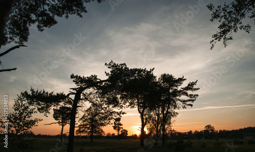 The silhouette of the pine trees opposite the colorful sunset,