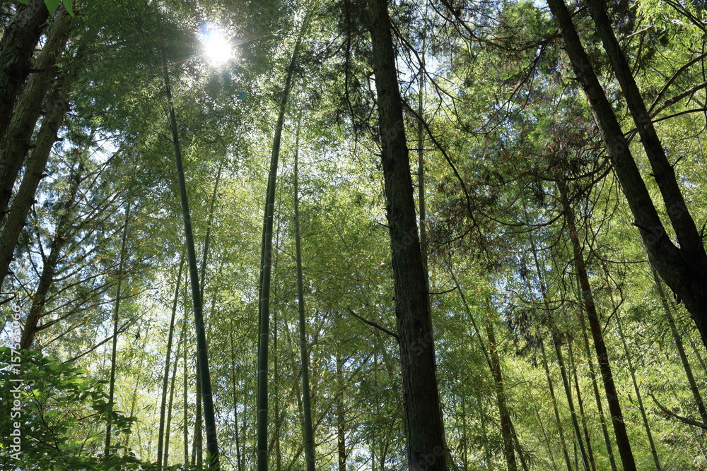 Obraz premium 日本の風景 竹林を見上げる