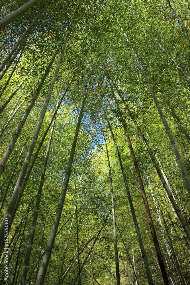 日本の風景 竹林を見上げる 日本の風景 竹林を見上げる