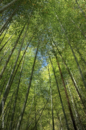 日本の風景 竹林を見上げる
