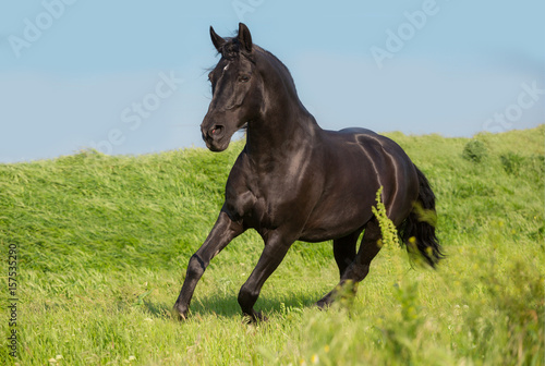 Black horse runs on a green field on sky background © ashva