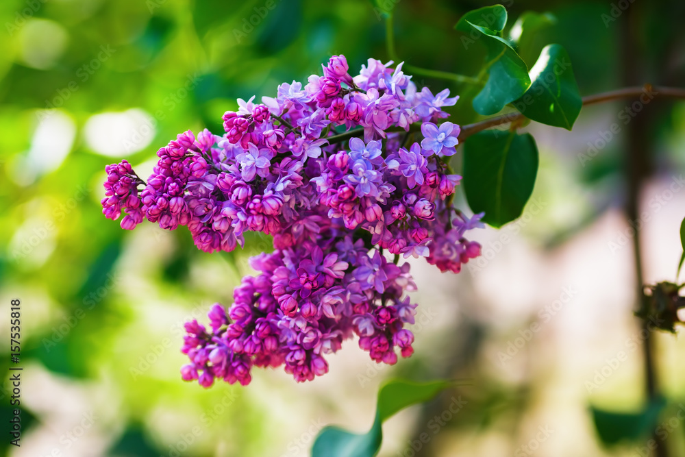 Blooming bright pink and purple lilac bush. Lilac blooms in the garden. Blooming bright pink and purple lilac bush. Lilac blooms in the garden.