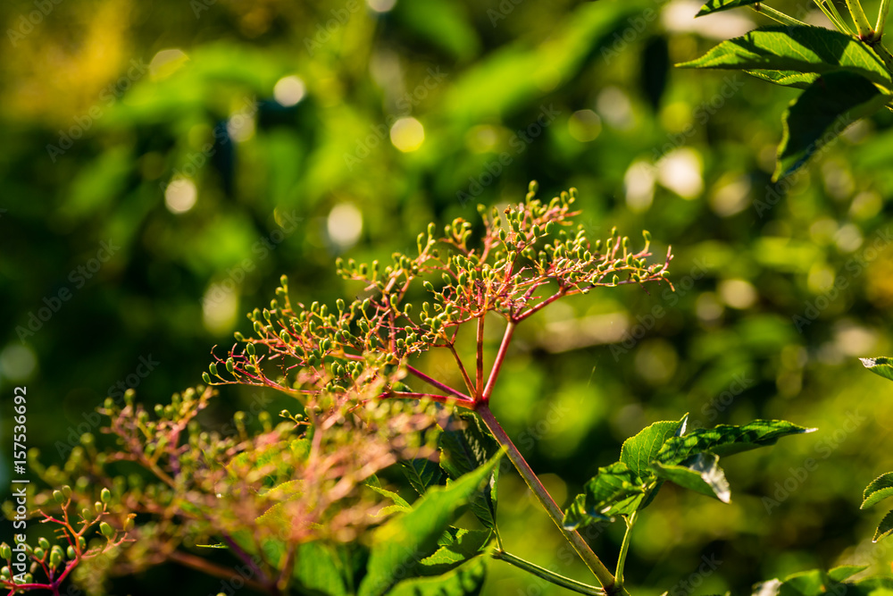 Elderberry bush blossoms before they bloom at dawn Elderberry bush blossoms before they bloom at dawn