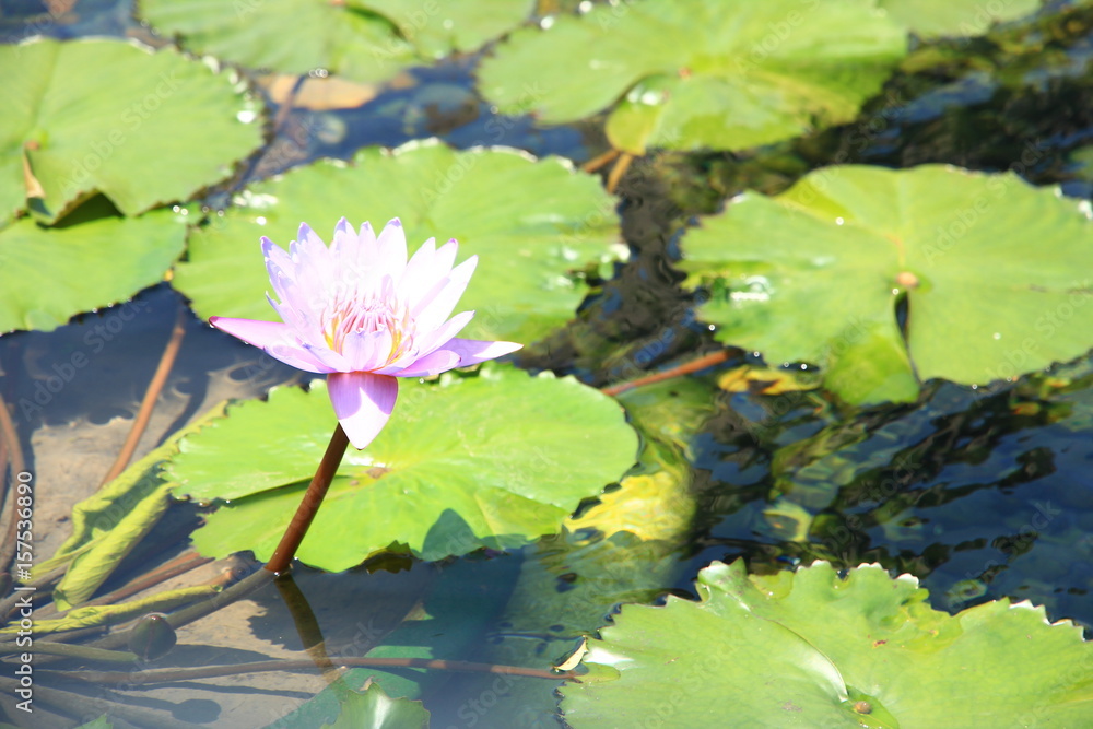Lotus Pond in Chi Lin Nunnery, Hong Kong Lotus Pond in Chi Lin Nunnery, Hong Kong