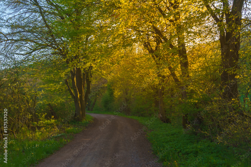 Fototapeta premium Fairytale road