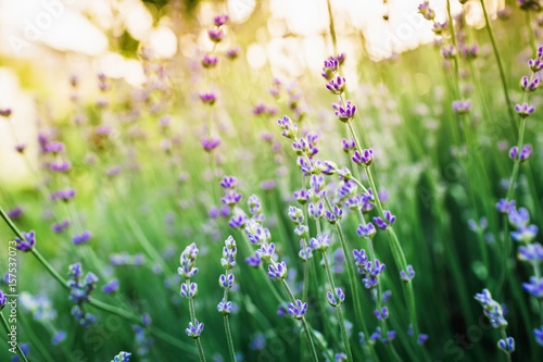 Fototapeta Naklejka Na Ścianę i Meble -  Blooming lavender in the spring and sun evening light. Garden flowers