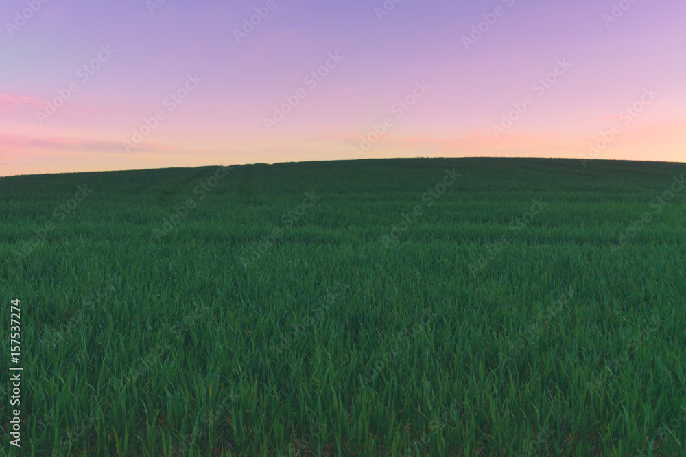 Beautiful purple sunset in the field