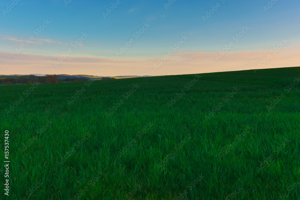 Hill on a wheat field