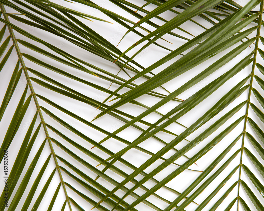 Branches of green leaves on a white background Branches of green leaves on a white background