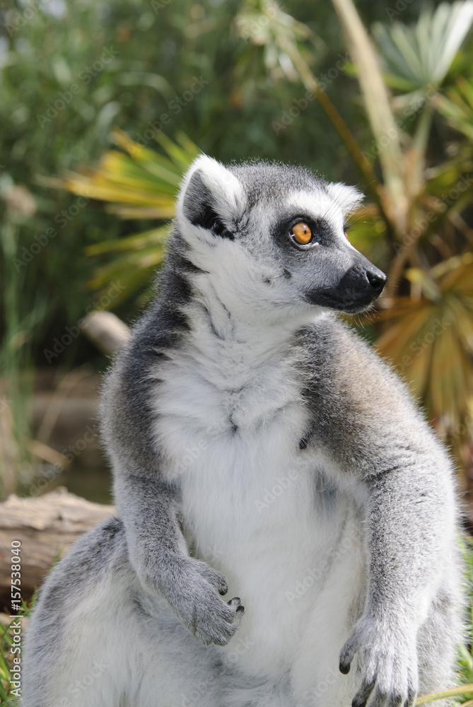 Fototapeta premium Lemur