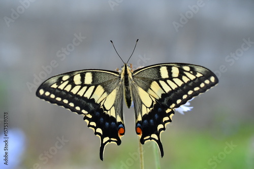 Old World Swallowtail / アゲハチョウ（キアゲハ）