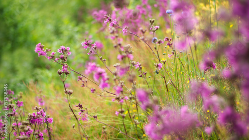 Flowers on the field in summer. Colorful view.