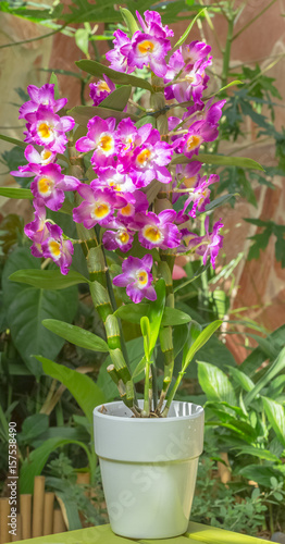 orchidée dendrobium 