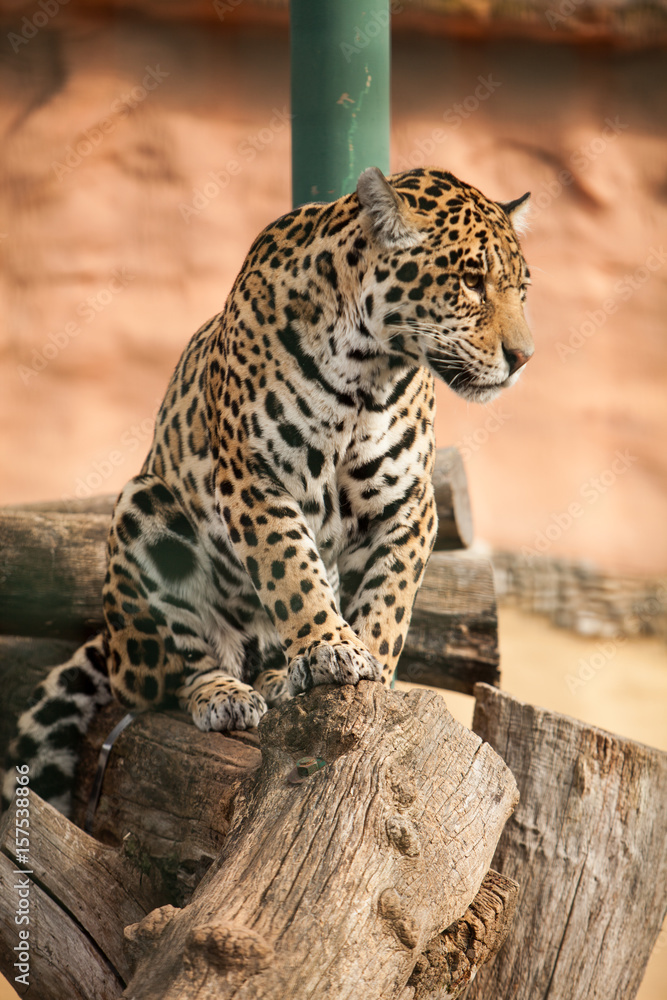 Fototapeta premium leopard