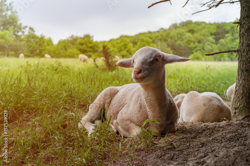 white lamb lies in the grass (meadow) sunshine