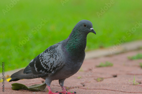 pigeon walking on path way in the park.