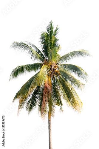 Coconut palm tree on white isolation