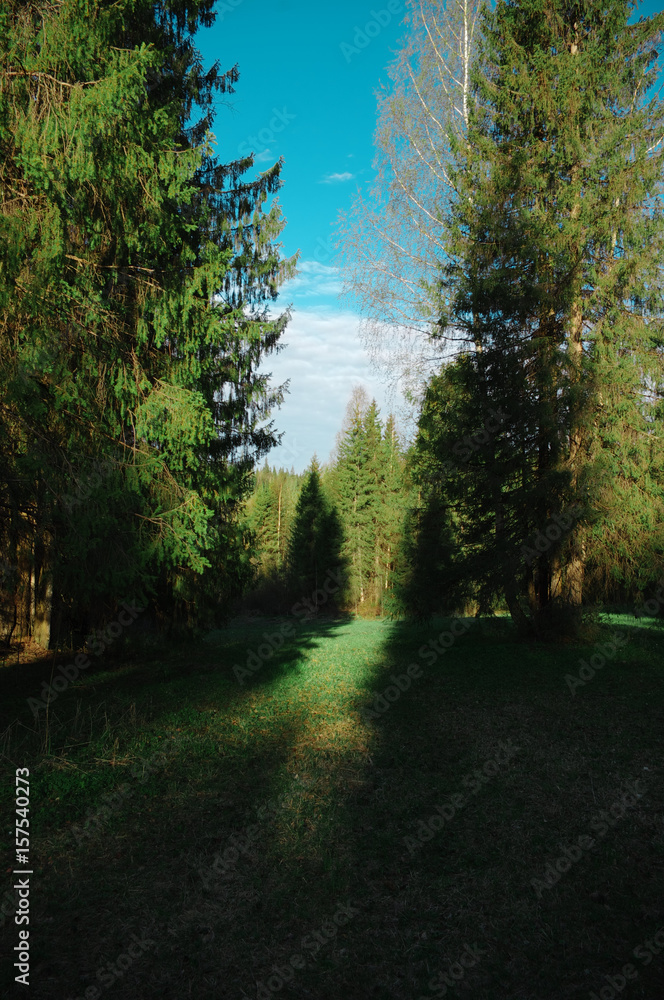 Fototapeta premium Сезон весна лес поляна деревья ель