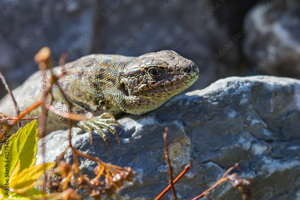 Sand lizard ( lat. Lacerta agilis )