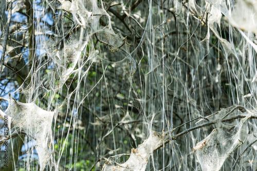 tree covered in silk web by caterpillars