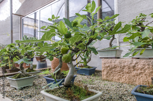 Ficus carica bonsai, fig tree bonsai with figs