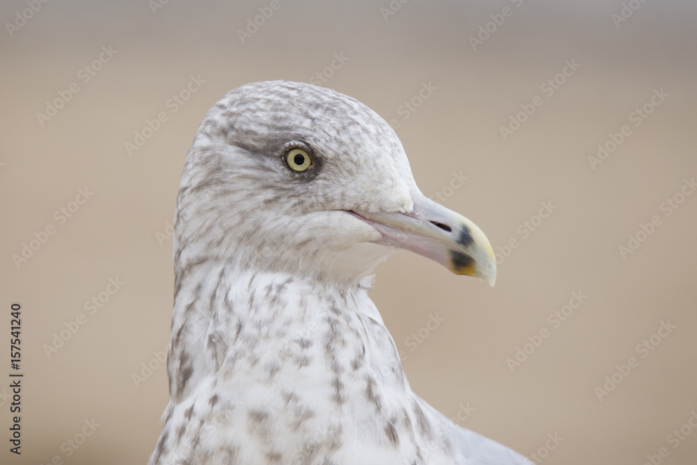 American herring gull or Smithsonian gull (Larus smithsonianus or Larus argentatus smithsonianus) portrait American herring gull or Smithsonian gull (Larus smithsonianus or Larus argentatus smithsonianus) portrait