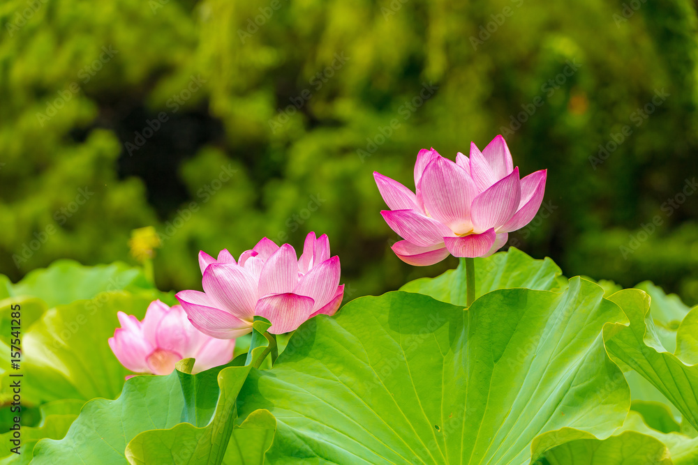 The Lotus Flower.Background is the lotus leaf and lotus flower and tree.Shooting location is Yokohama, Kanagawa Prefecture Japan. The Lotus Flower.Background is the lotus leaf and lotus flower and tree.Shooting location is Yokohama, Kanagawa Prefecture Japan.