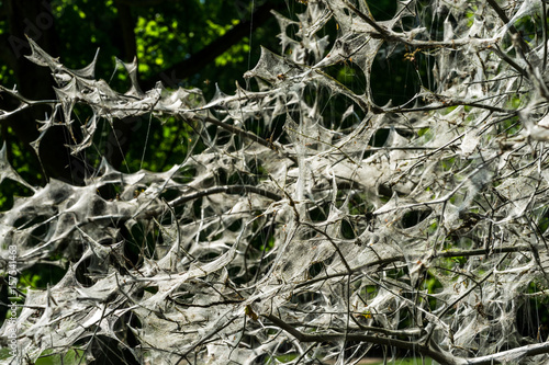 tree covered in silk web by caterpillars