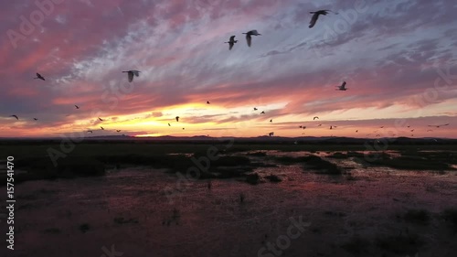 Flight with flock of crane heron birds. Beautiful colorful pink and orange sunset sky reflection in lake nature. Aerial drone flight 4k footage. Vladivostok Primorsky Krai Russia. Summer evening photo