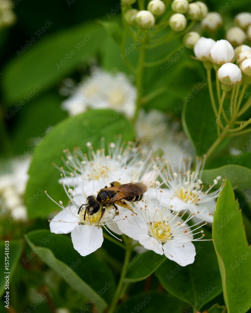 Fototapeta premium Bee on spirea in the garden 