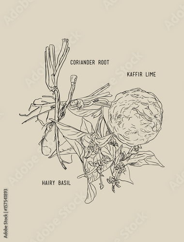 thai spices , ingredient set ,sketch vector.