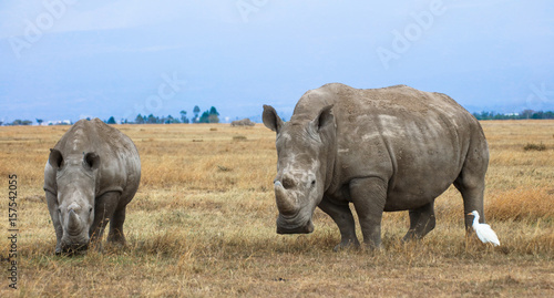 White rhino female with calf