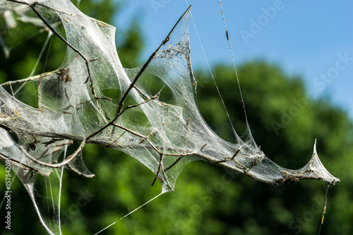 tree covered in silk web by caterpillars