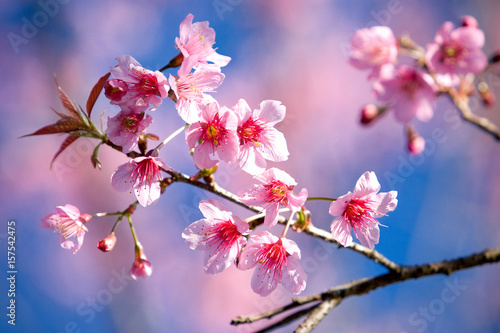 Wild Himalayan Cherry blossom  Sakura 