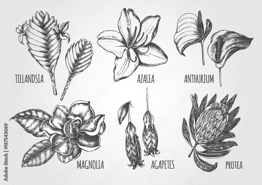 Fototapeta premium Ink hand drawn set of tropical and exotic flowers - Protea, Tillandsia, Azalea, Anthurium, Magnolia, Agapetes. Botanical elements collection for design, Vector illustration.