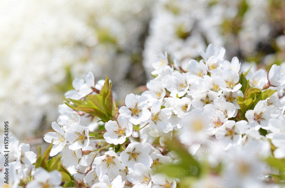 Springtime background with cherry tree flowers. Beautiful sunny photo