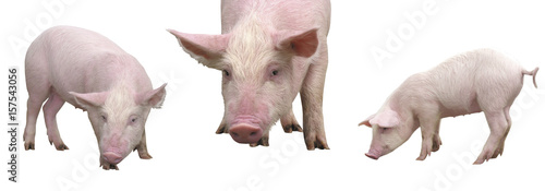 Funny young little piglets, standing in full length, isolated against the clear white background.