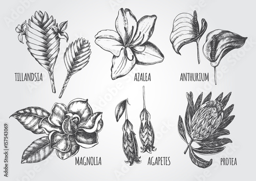 Ink hand drawn set of tropical and exotic flowers - Protea, Tillandsia, Azalea, Anthurium, Magnolia, Agapetes. Botanical elements collection for design, Vector illustration. photo