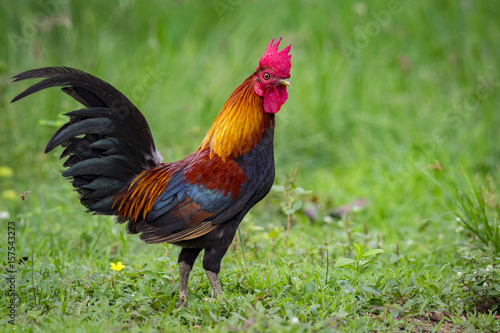 Image of a cock on nature background. Farm Animals.