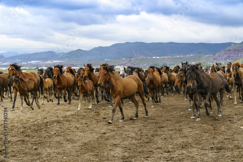 Yilki horses on nature at Cappadocia, Turkey