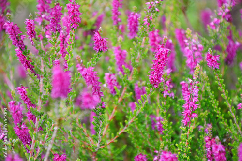 Pink flowers