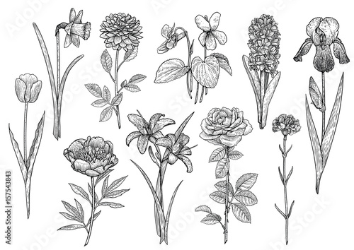 Flower collection, illustration, drawing, engraving, ink, line art, vector